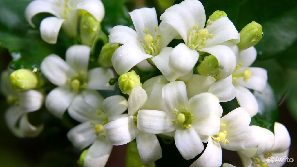 Цветок Мурайя Купить На Авито