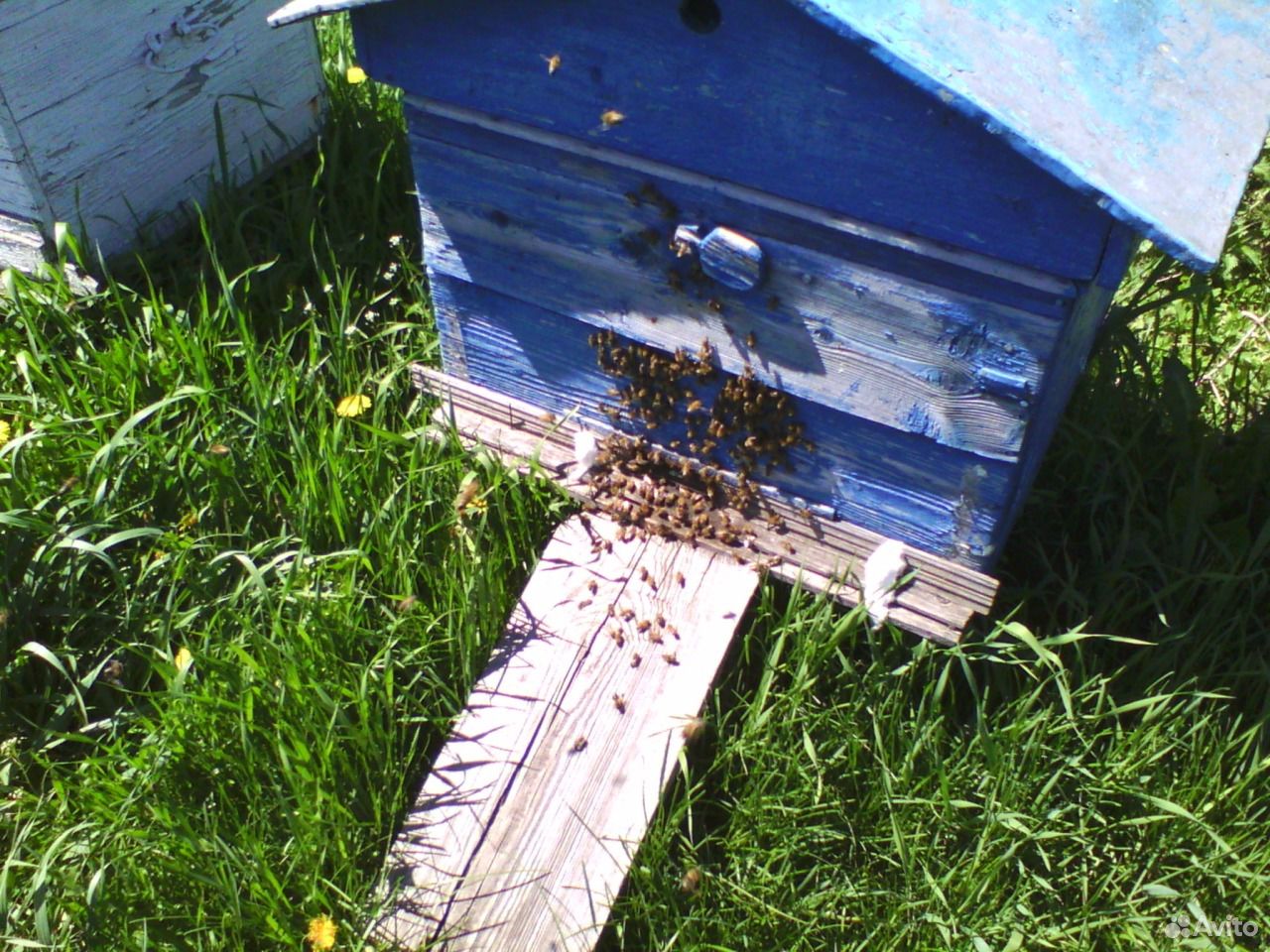 Пчелиный рой купить на Зозу.ру - фотография № 3