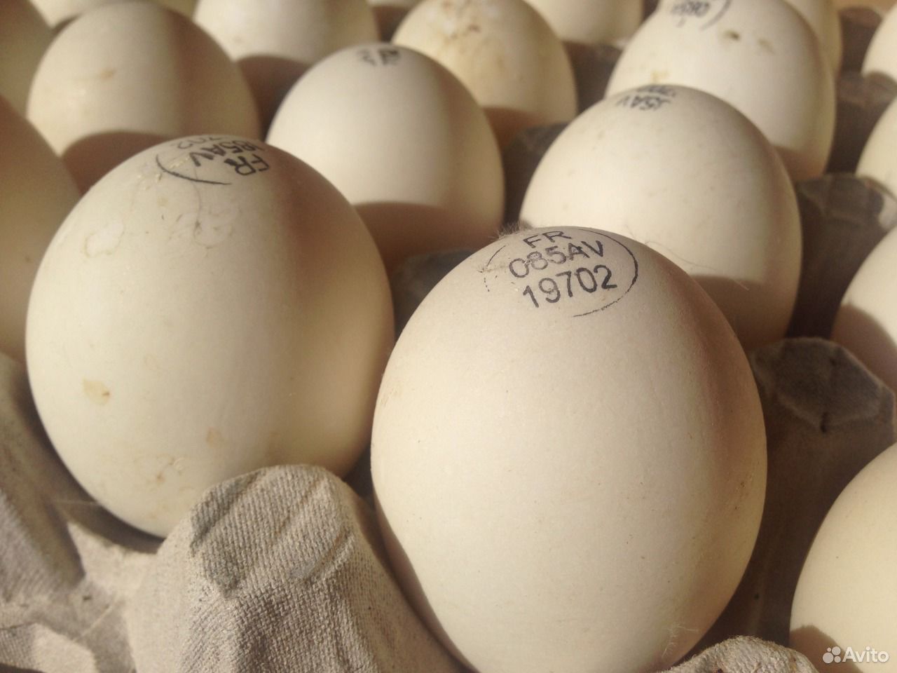 Мускусная утка яйцо инкубационное купить