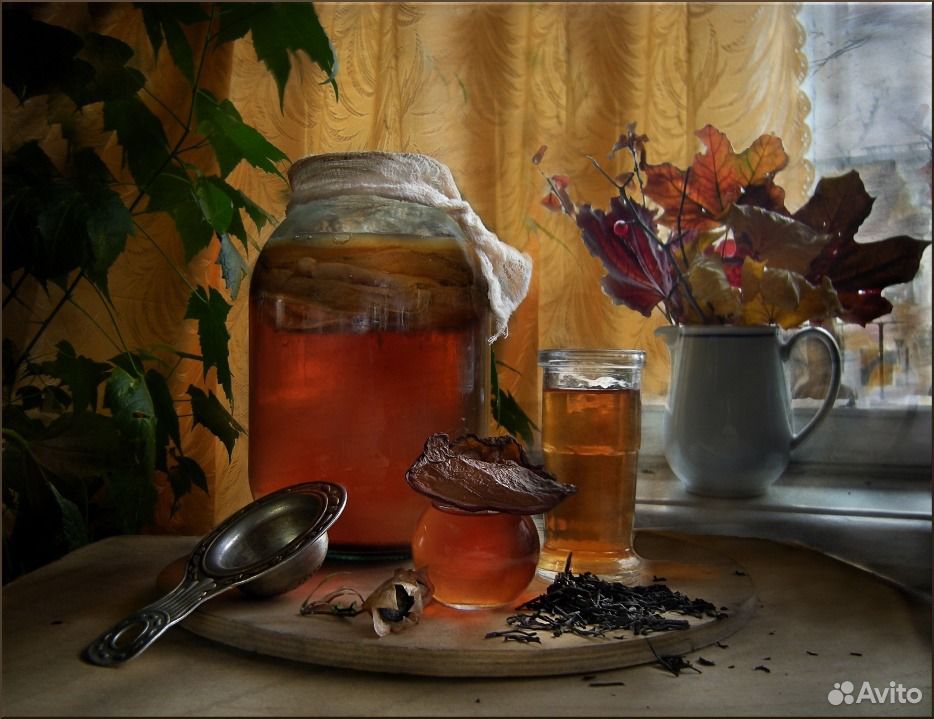 Чайный гриб купить на Зозу.ру - фотография № 1