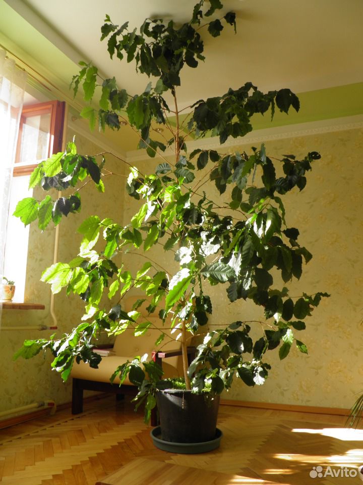 Кофейное дерево купить на Зозу.ру - фотография № 2
