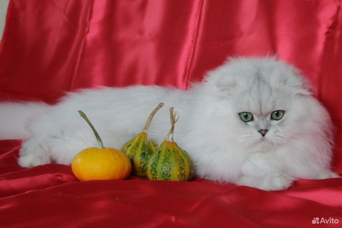 Вязка Титулованный шотландский вислоухий кот купить на Зозу.ру - фотография № 3