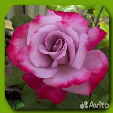 Розы чайно-гибридные купить на Зозу.ру - фотография № 2