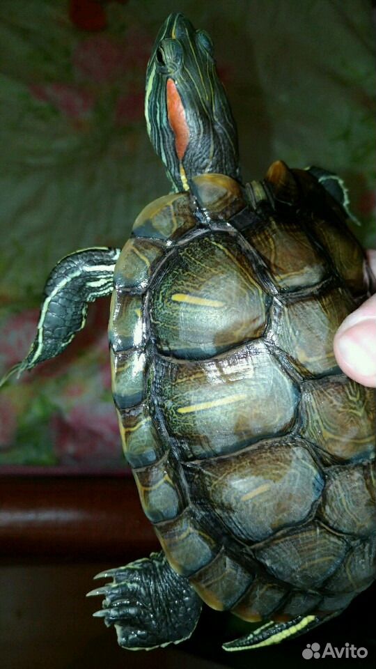 Черепаха красноухая с аквариумом купить на Зозу.ру - фотография № 5