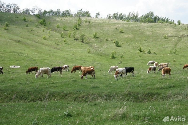 Купить Корову В Воронежской