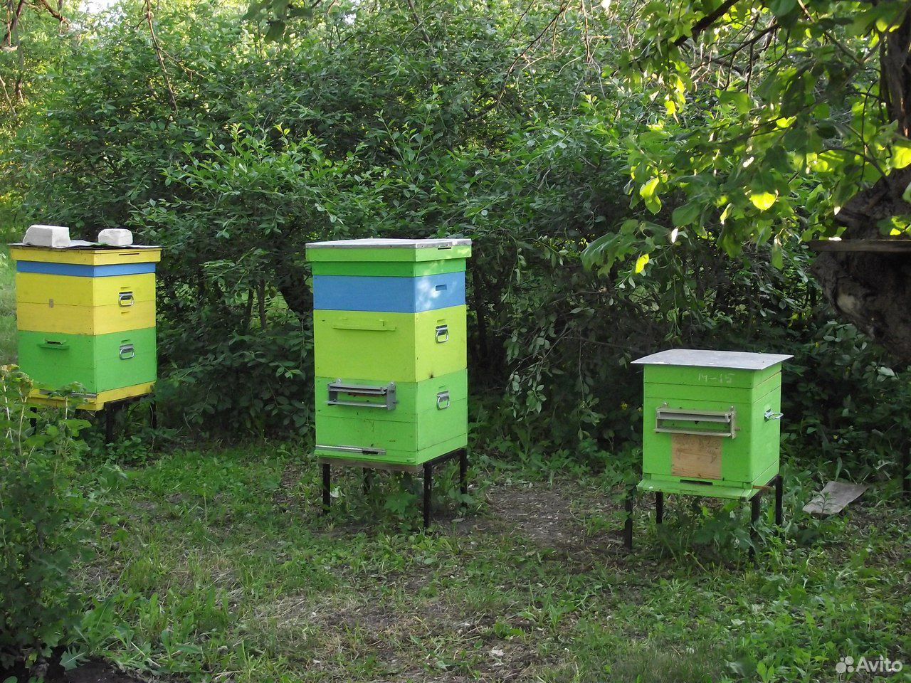 Пчёлы, пчелопакеты, ульи,сушь купить на Зозу.ру - фотография № 1