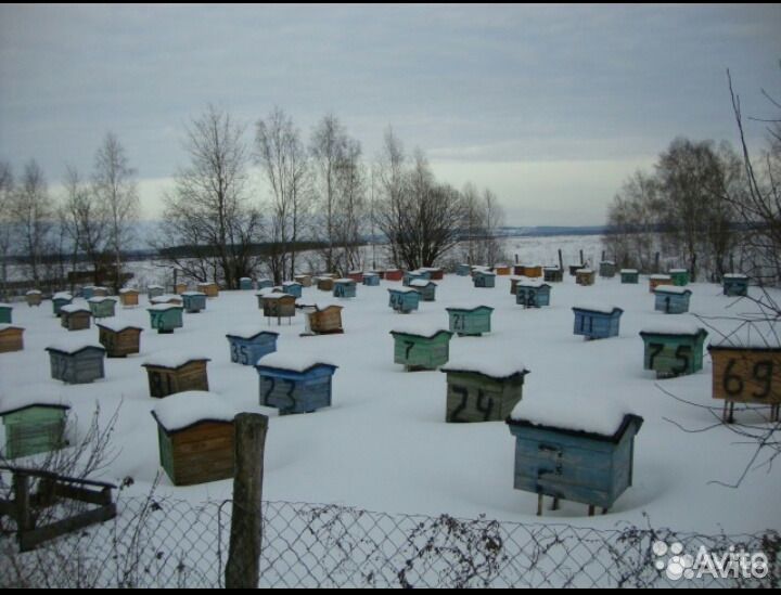 Пчёлы, Пчелосемьи купить на Зозу.ру - фотография № 2