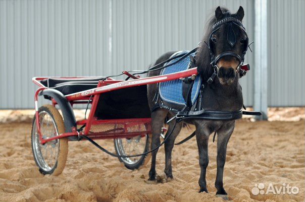 Продается чистопородная арабская лошадь и пони купить на Зозу.ру - фотография № 8
