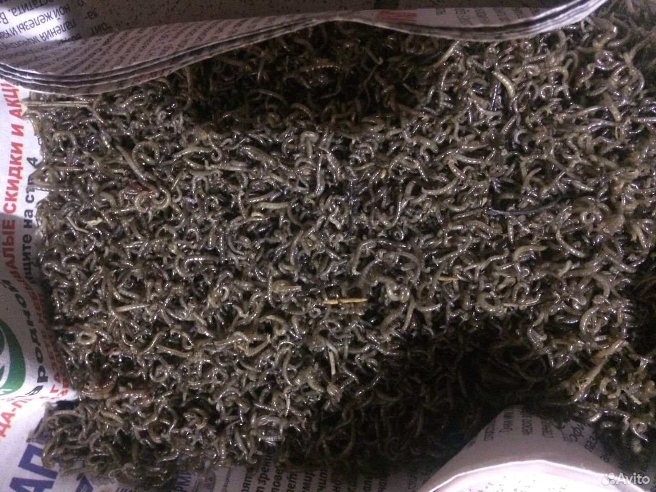 ÐÐ¾ÑÑÐ»Ñ Ð·ÐµÐ»ÐµÐ½ÑÐ¹ â ÑÐ¾ÑÐ¾Ð³ÑÐ°ÑÐ¸Ñ â1