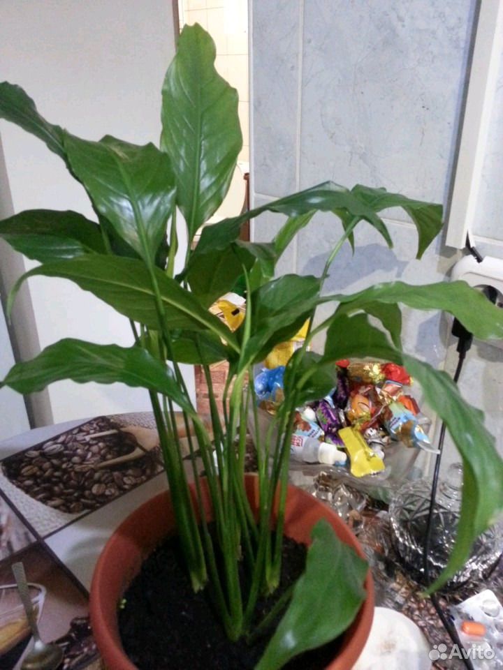 Растения спатифилум купить на Зозу.ру - фотография № 1