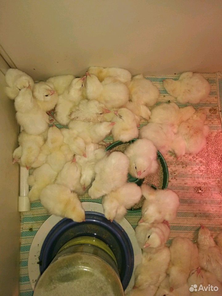 Цыплята суточные леггорн белый на 31 мая купить на Зозу.ру - фотография № 1