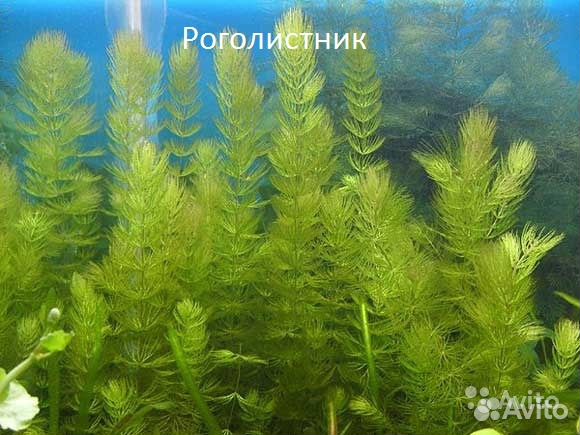 Аквариумные Растения купить на Зозу.ру - фотография № 3