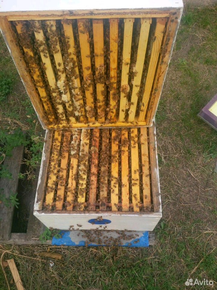 Пчелосемьи рутовские подготовленные, Сильные купить на Зозу.ру - фотография № 2