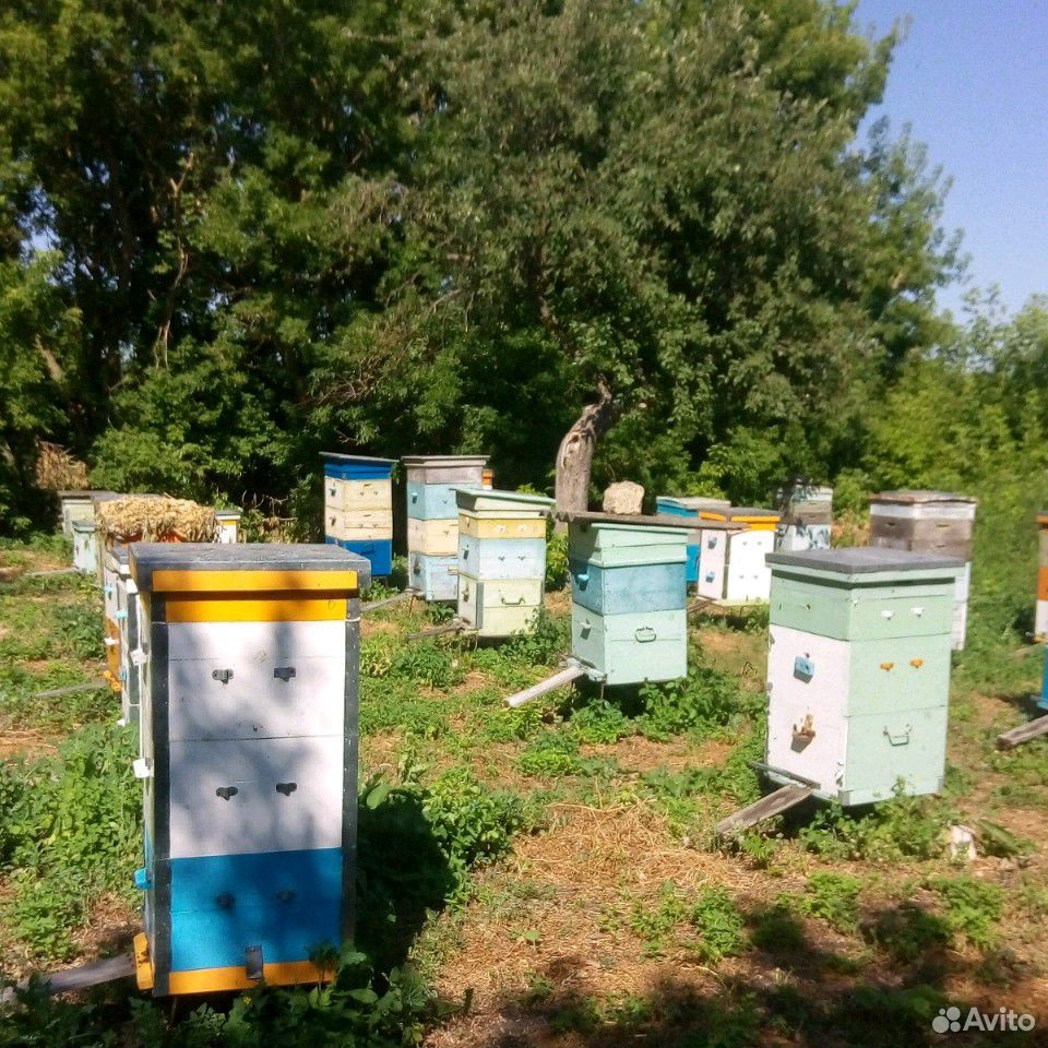 Натуральный мед купить на Зозу.ру - фотография № 2