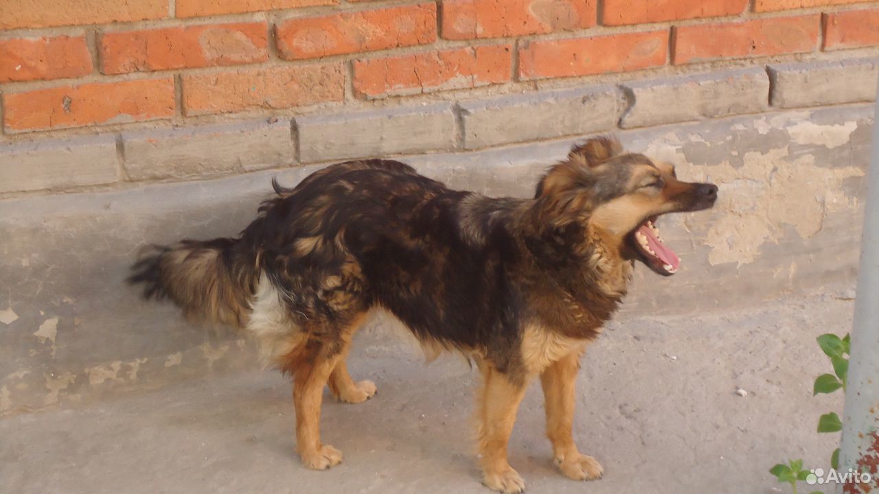 Собака Джульетта купить на Зозу.ру - фотография № 3