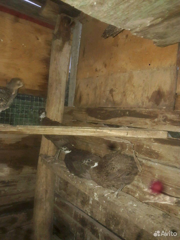 Птица (фазан цесарка утки бегунки и мускусные) купить на Зозу.ру - фотография № 8
