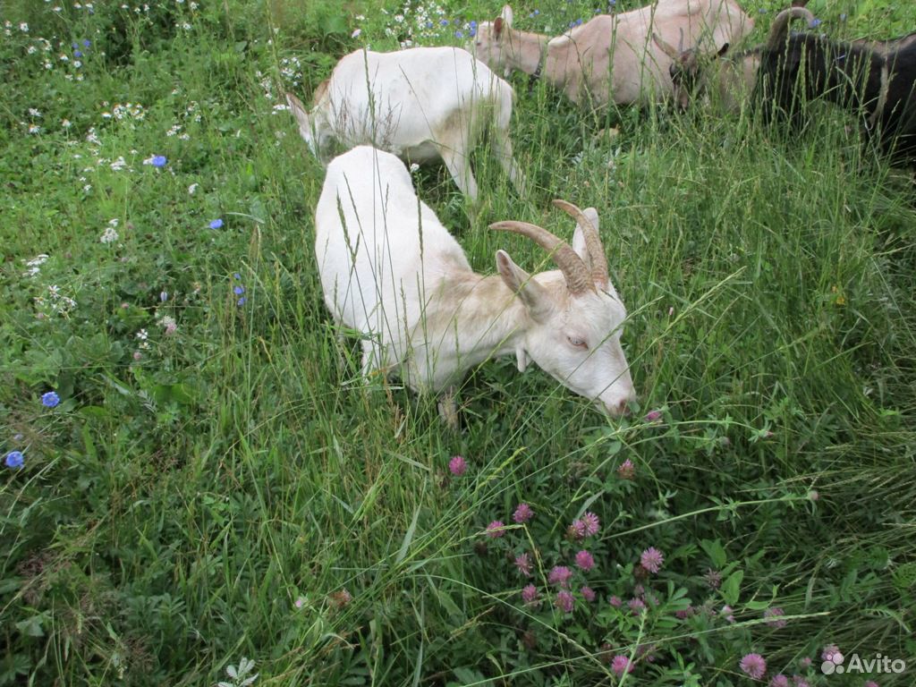 Молодая дойная коза купить на Зозу.ру - фотография № 6