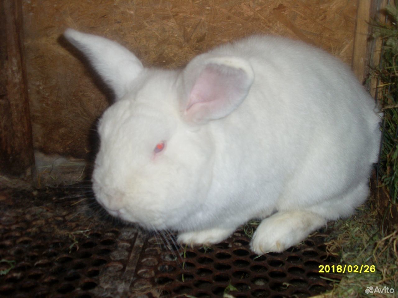 Кролики породы Новозеландская белая купить на Зозу.ру - фотография № 1