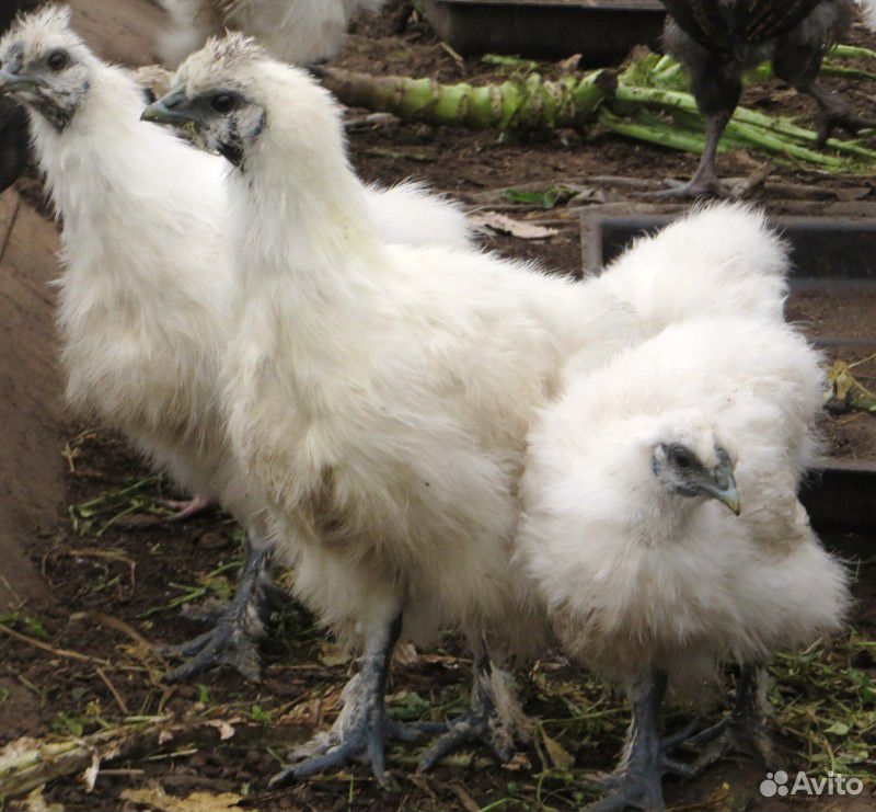 Яйцо инкубационное,цыплята китайская шелковая купить на Зозу.ру - фотография № 4