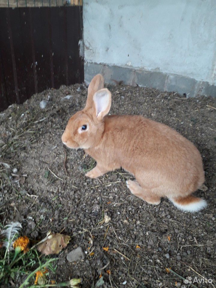 Кролики порода Бургундия купить на Зозу.ру - фотография № 3