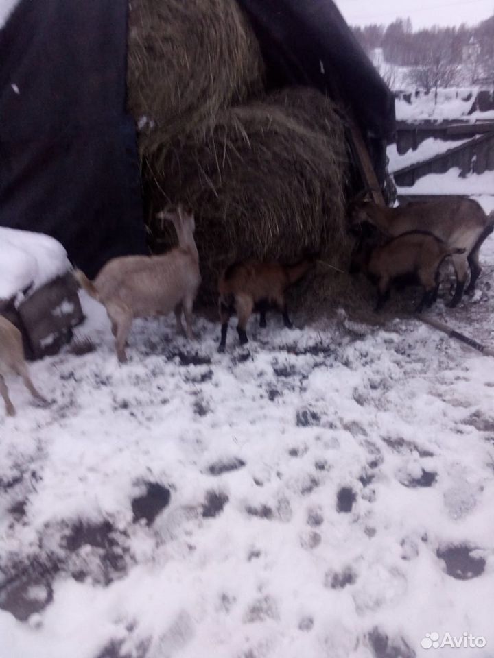 Продам телку, коз и козлят купить на Зозу.ру - фотография № 4
