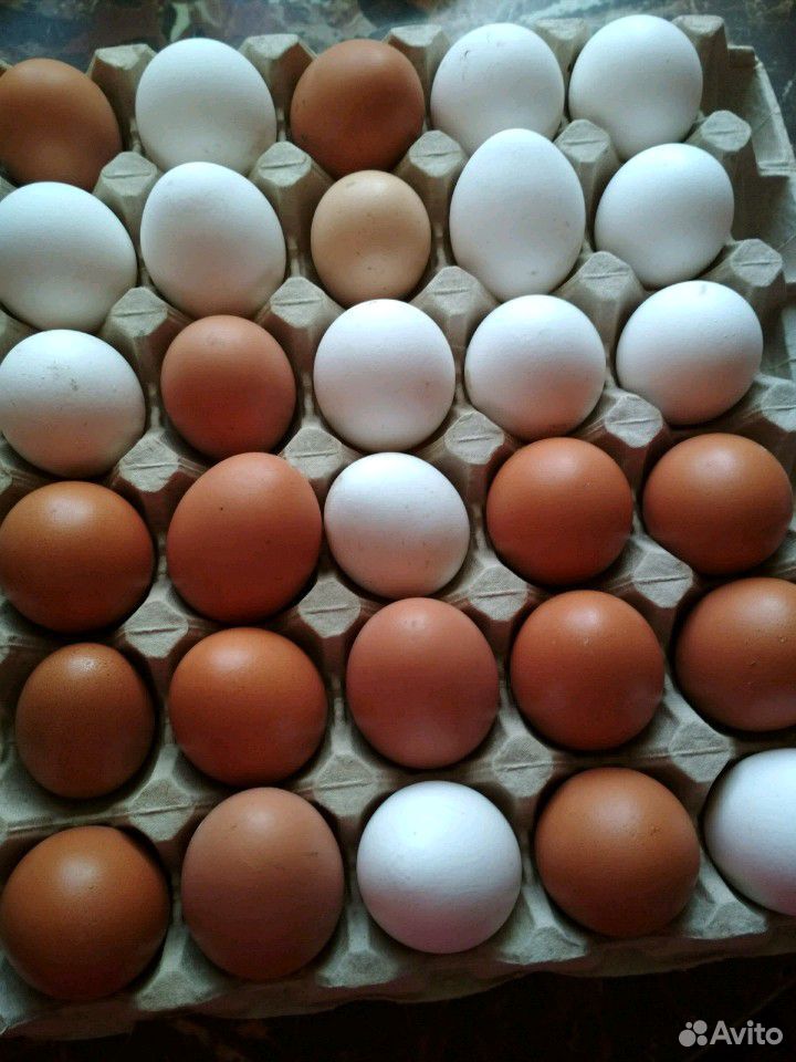 Куриное яйцо домашнее купить на Зозу.ру - фотография № 2