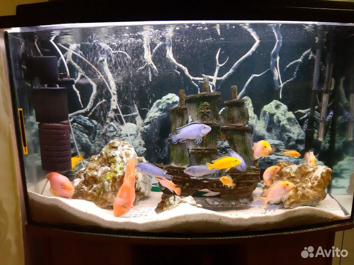 Продам аквариум 240л. с оборудованием и рыбами купить на Зозу.ру - фотография № 4