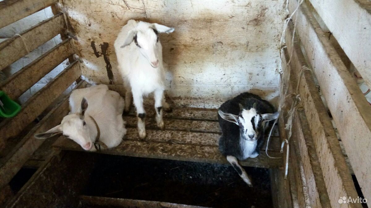 Молочные козы купить на Зозу.ру - фотография № 3