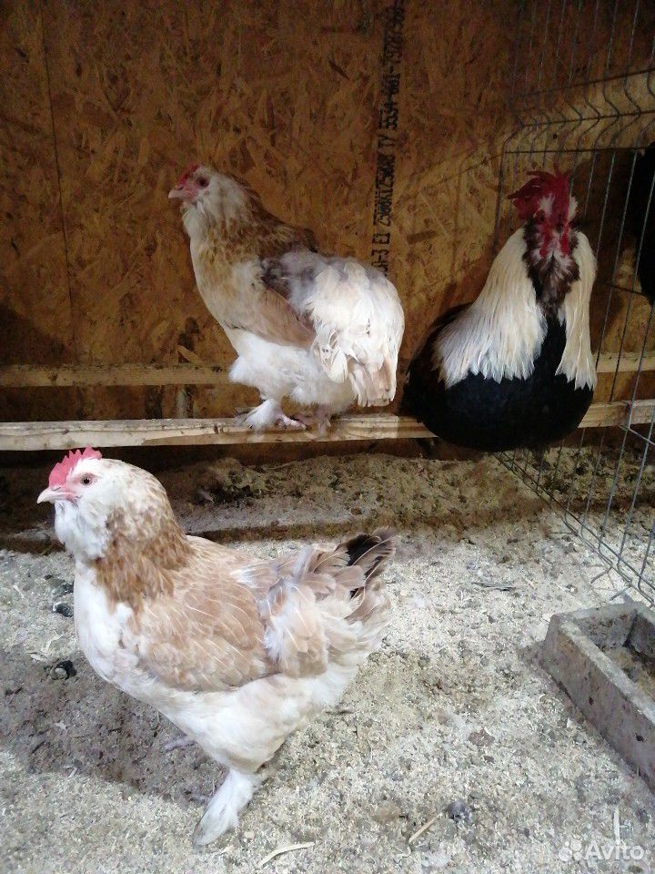 Инкубационное яйцо элитных кур, цыплята купить на Зозу.ру - фотография № 6