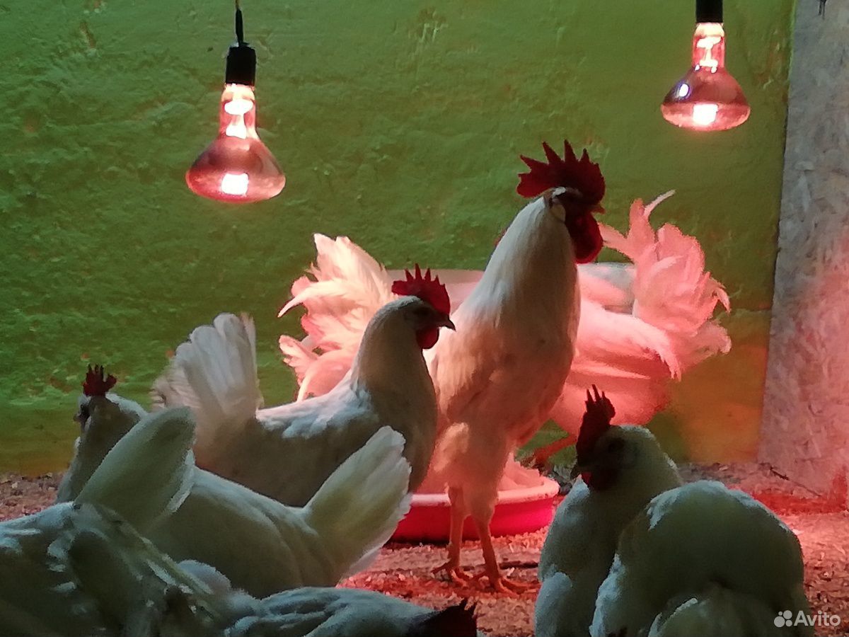 Яйцо инкубационные Леггорн несушек цыплята купить на Зозу.ру - фотография № 2