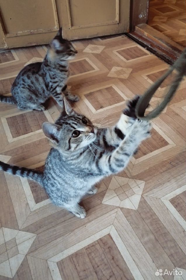 Кошки и коты ищут дом купить на Зозу.ру - фотография № 1