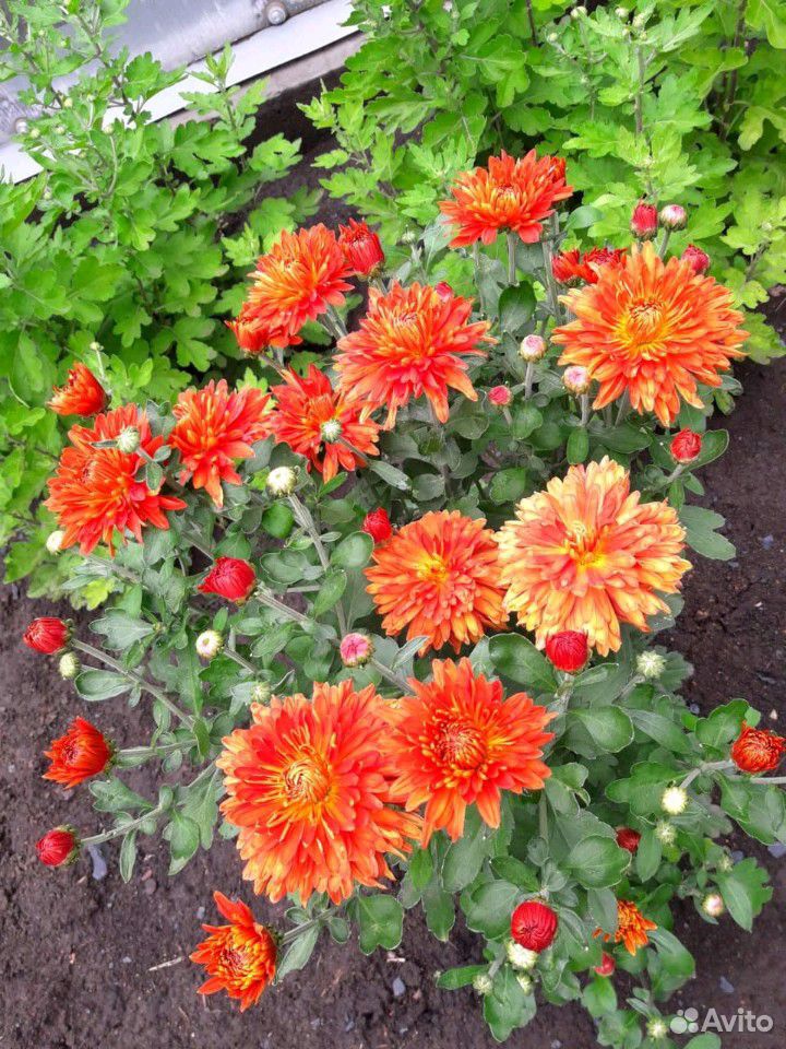 Цветы хризантемы купить на Зозу.ру - фотография № 5