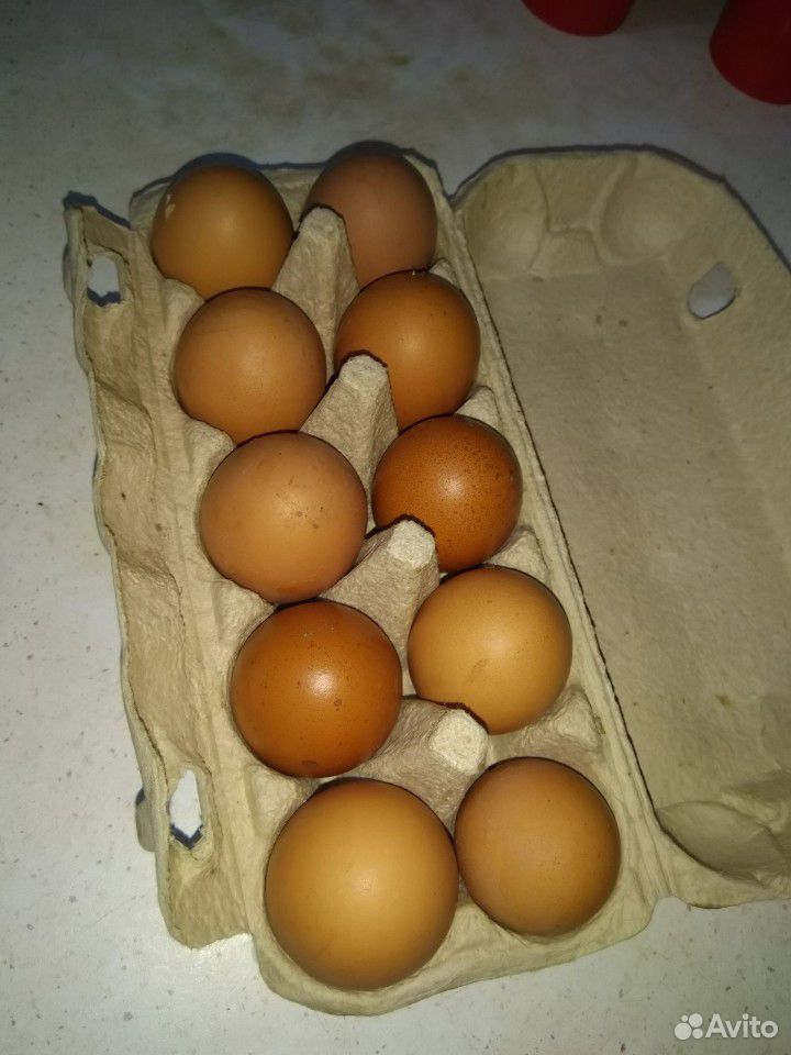Продам куриное яйцо купить на Зозу.ру - фотография № 2