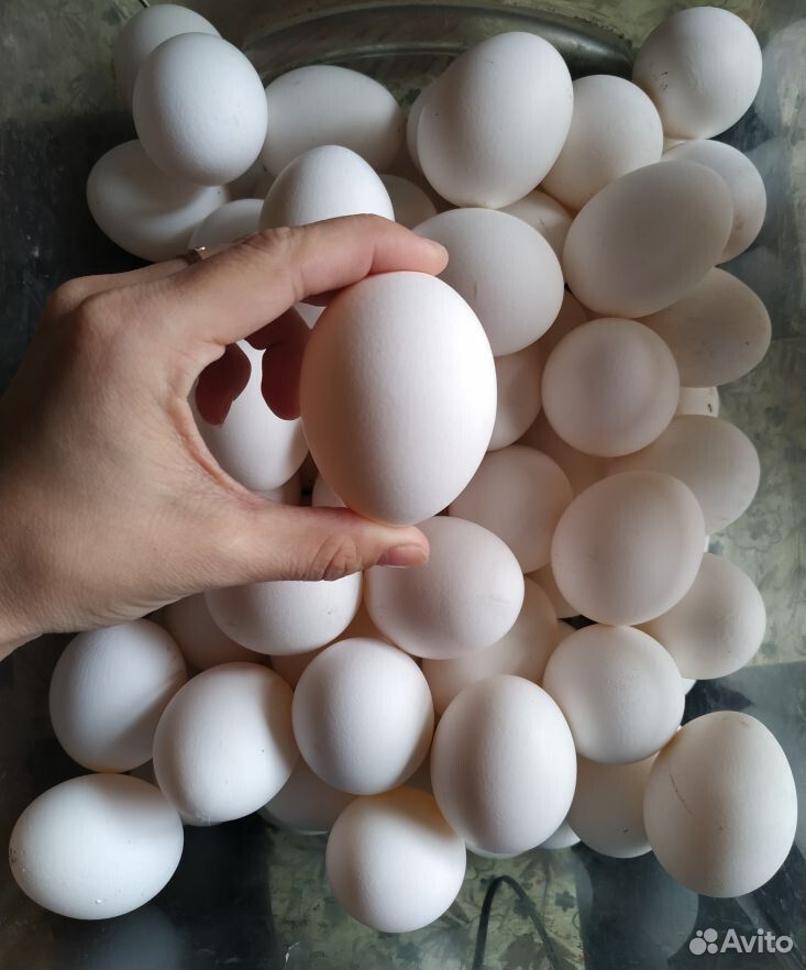 Яйцо куриное купить на Зозу.ру - фотография № 2