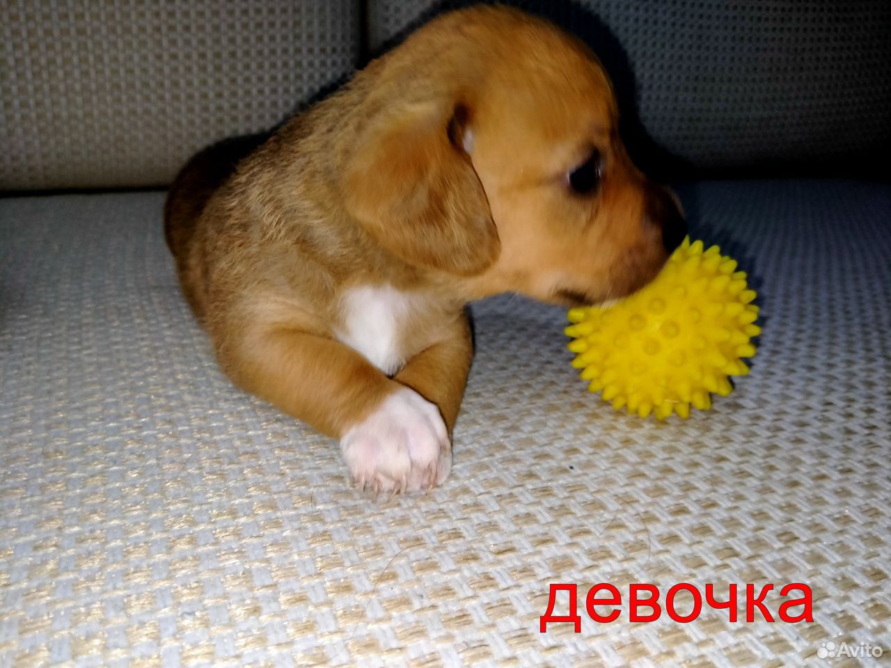 Продам щенков карликовой овчарки купить на Зозу.ру - фотография № 7