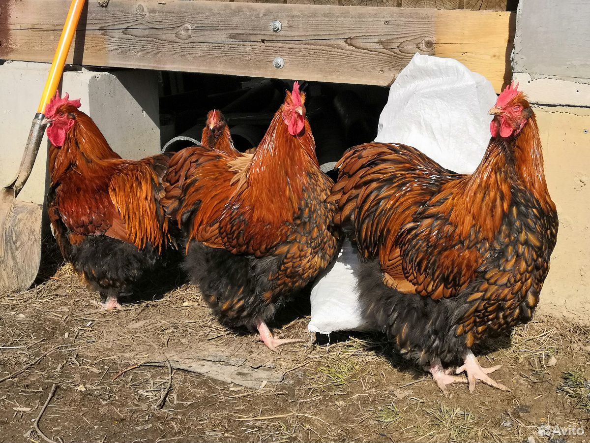 Инкубационное яйцо и цыплята породистых кур купить на Зозу.ру - фотография № 4