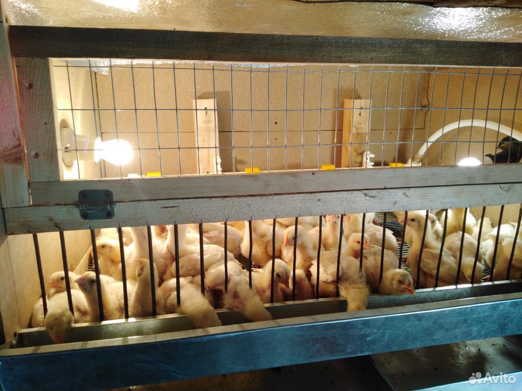 Цыплята подрощенные кобб 500 купить на Зозу.ру - фотография № 4