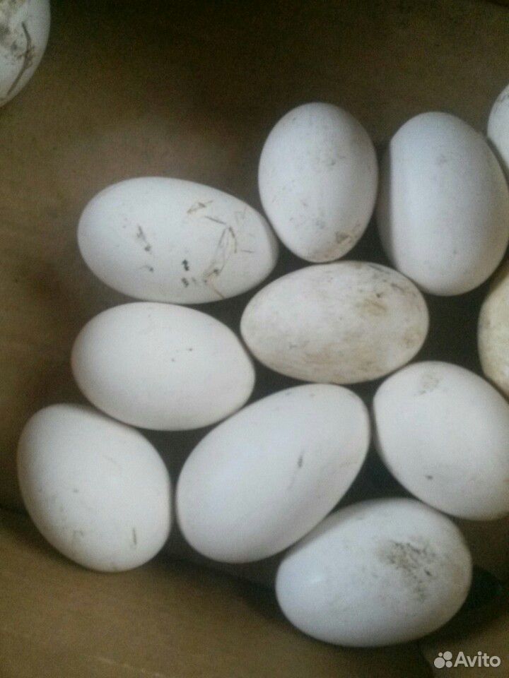 Яйца гусиные породы линда купить на Зозу.ру - фотография № 1