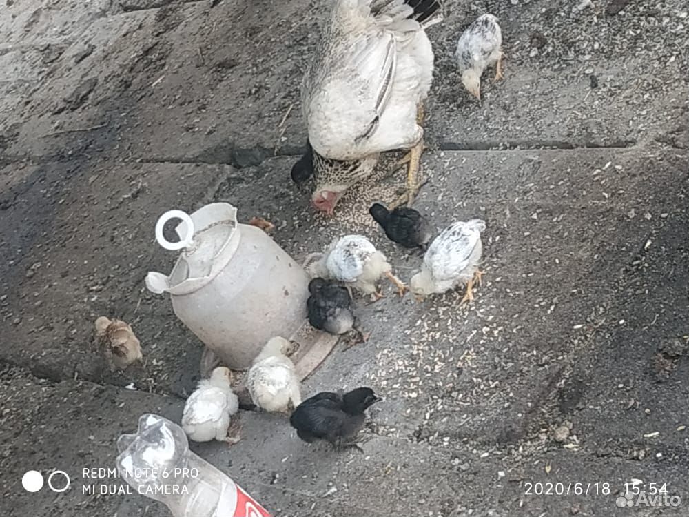 Курица с цеплятами месячные 14штук купить на Зозу.ру - фотография № 1