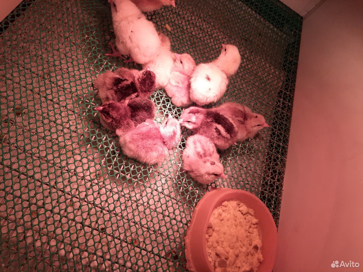 Цыплята подрощенные несушки крупнояичной купить на Зозу.ру - фотография № 2