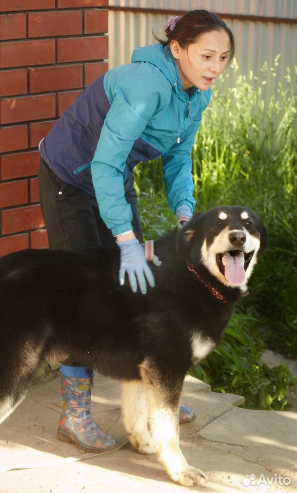 Большой и хороший пес Майор купить на Зозу.ру - фотография № 1