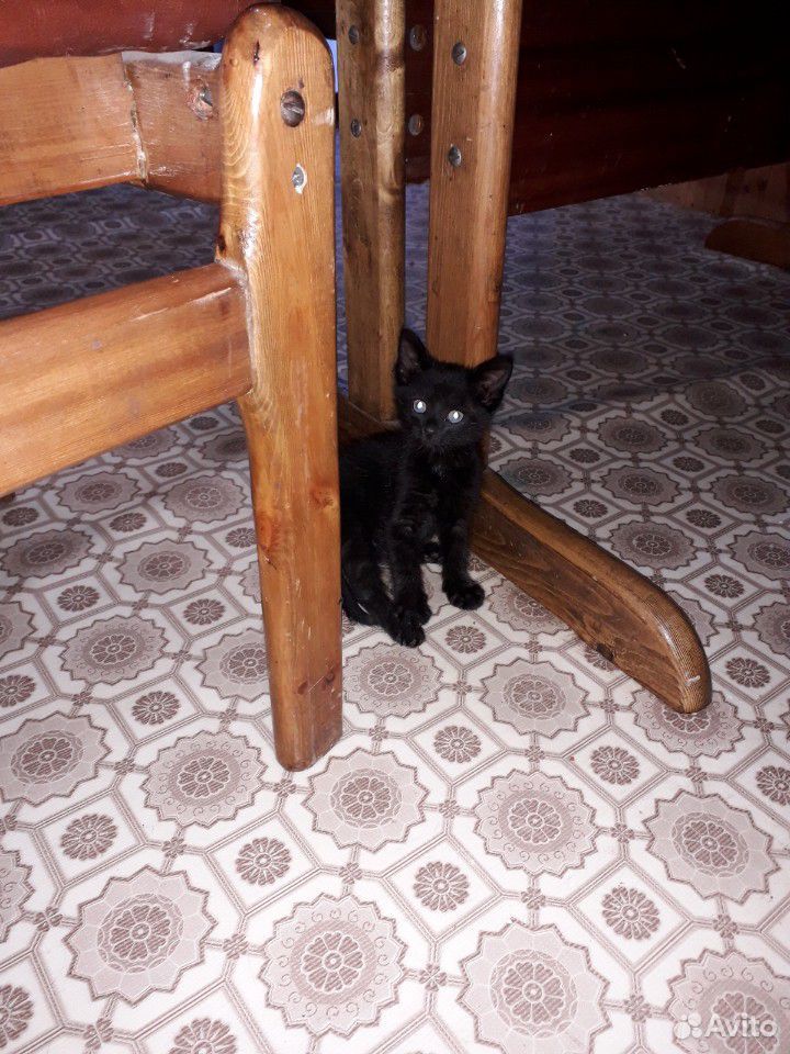 Черные котята купить на Зозу.ру - фотография № 7