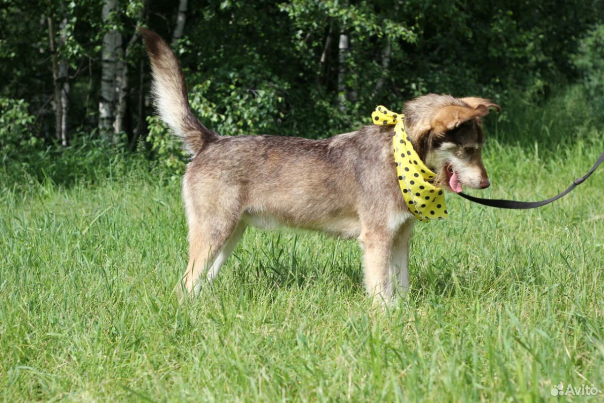 Собака в вольер купить на Зозу.ру - фотография № 6