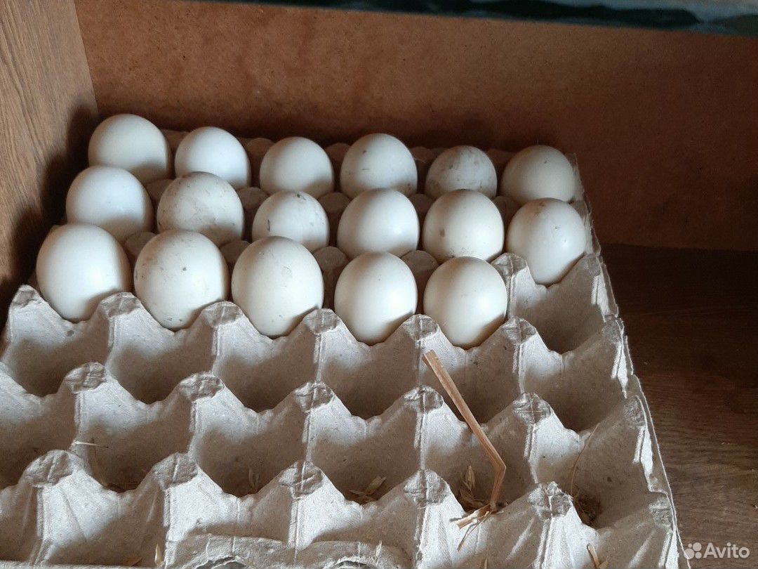 Яйца индаутинные купить на Зозу.ру - фотография № 2
