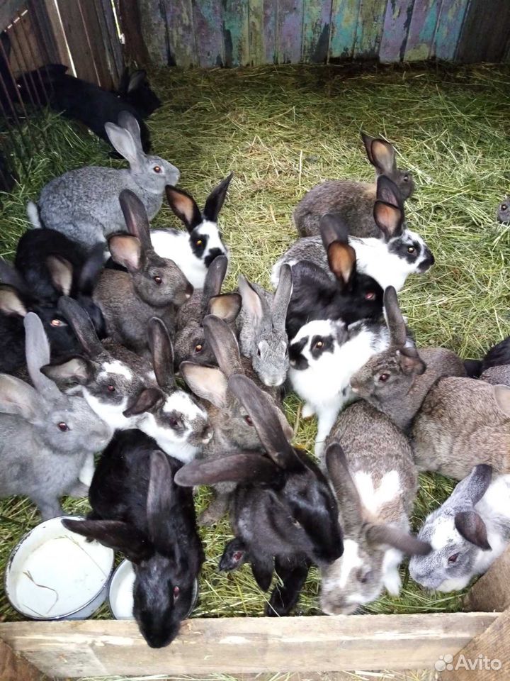 Молодняк кроликов купить на Зозу.ру - фотография № 2