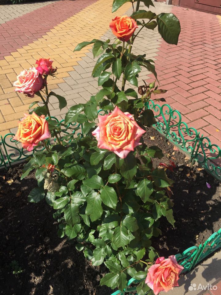 Продам розы купить на Зозу.ру - фотография № 7