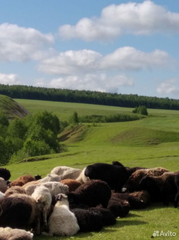 Овцы, бараны, ягнята купить на Зозу.ру - фотография № 7