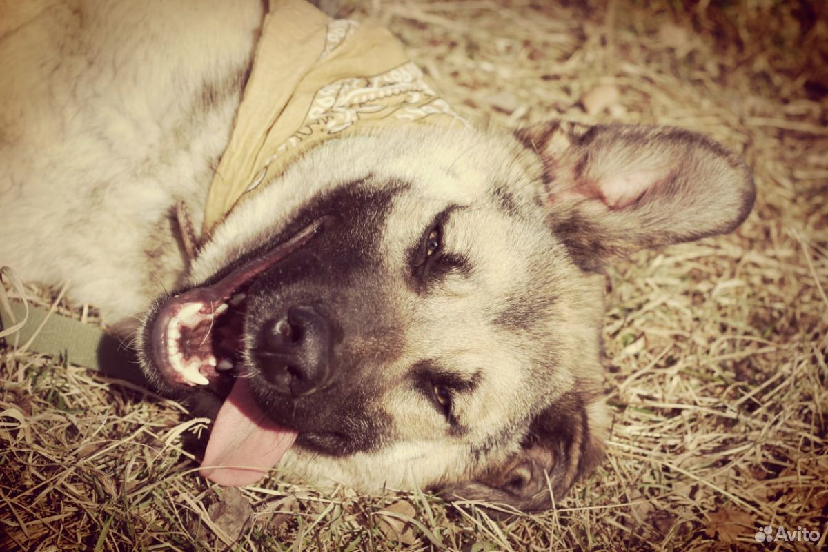 Овчаристый пес Твикс в ответственные руки купить на Зозу.ру - фотография № 4