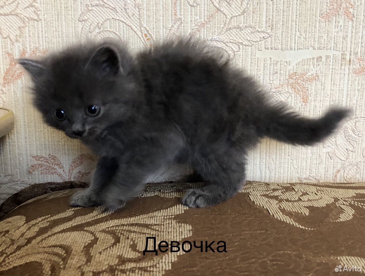 Отдам котят купить на Зозу.ру - фотография № 4
