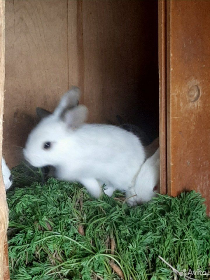 Кролики (Бабочки, чисто белые) купить на Зозу.ру - фотография № 4
